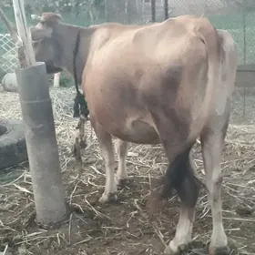 gysyr sygyr