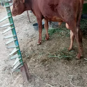 öküz