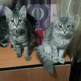 котята