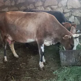 goleli