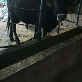 òkùz