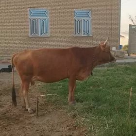 göleli siwes