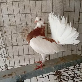Kepderi