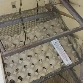 ınkıbator