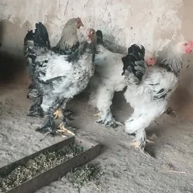 Balgar horazlar