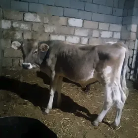 3öküzçe 2tüwe