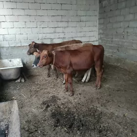 Öküz