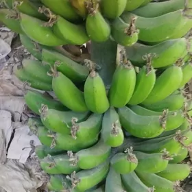 banan nahal
