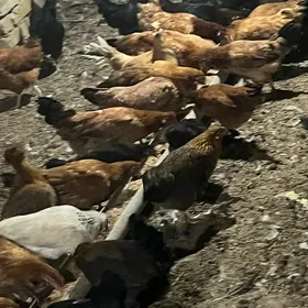 Towuklar 8 aýlyk