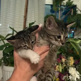 котята