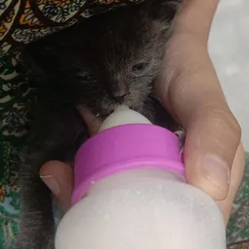 Шотландский котёнок