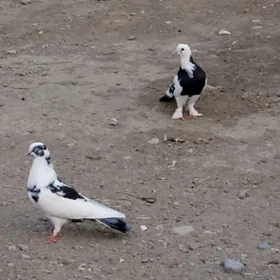 kepderi голуби
