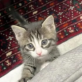 Котёнок в добрые и заботливые
