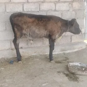 öküzçe