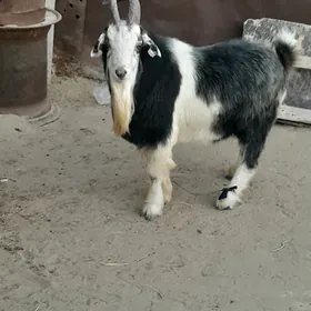 geci (teke)