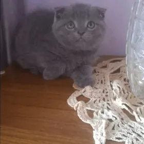 котята