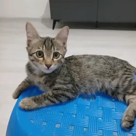 Котёнок