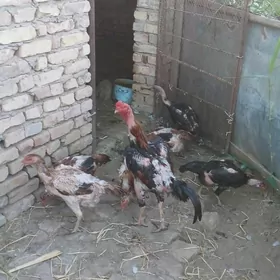 Özbek horaz towuklar