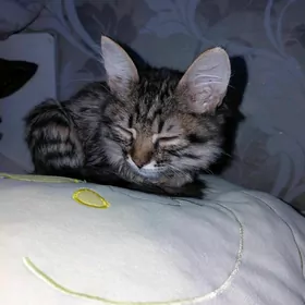 котенок