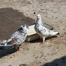 kepderi