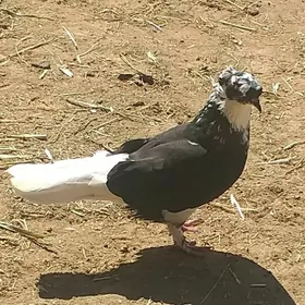 Kepderi.
