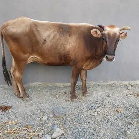 Sygyr