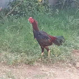 taşkent horaz