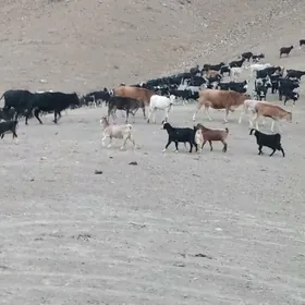çewiş