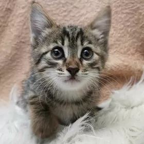 Котёнок
