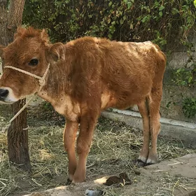 Tüwe