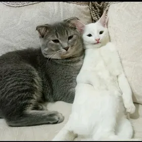 PISIKLER/КОШКИ