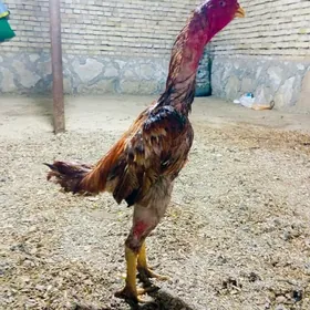 horaz