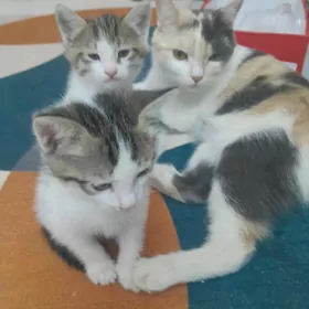 pishik