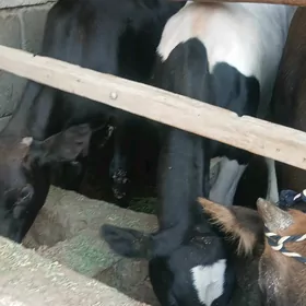 öküz öküz