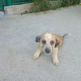 щенята