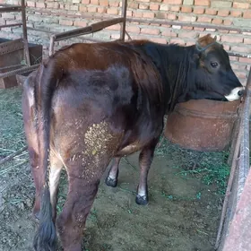tohum tuwe