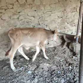 Göle