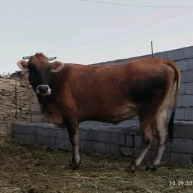 Argynal şiwit bogoz sygyr