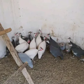 sisarka  цесарка