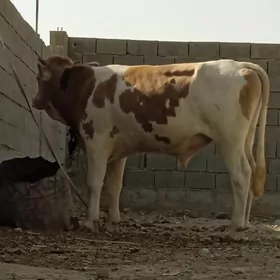 öküz