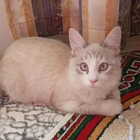 Ragdoll American pişik