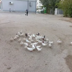 kepderi