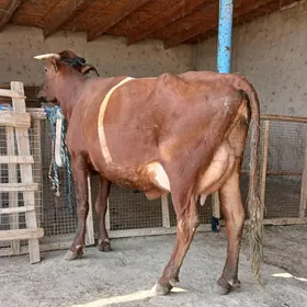 goleli