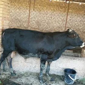 bakylan okiz