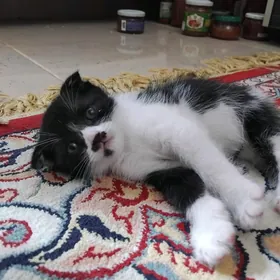 Шотландский вислоухий котик
