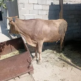sygyr