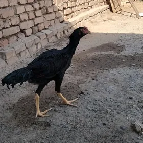 sakally horaz
