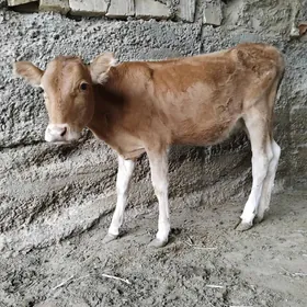 Tüwe