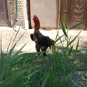 хораз
