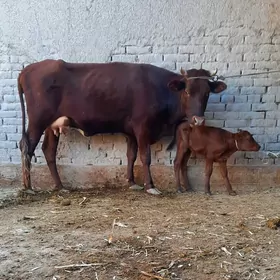 ÖRAN ULY GÖLELI SYGYR YASMAL.
